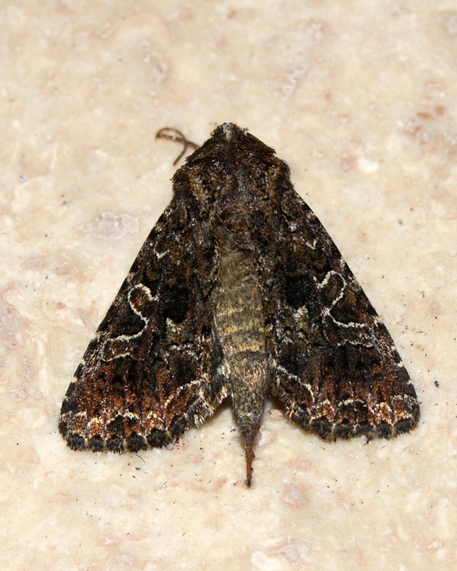 Sideridis rivularis (Noctuidae)